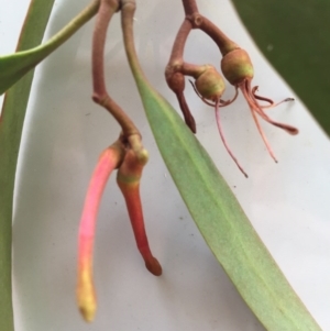 Amyema miquelii at Bungendore, NSW - 21 Nov 2015 03:15 PM