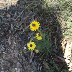 Xerochrysum viscosum at Bungendore, NSW - 21 Nov 2015