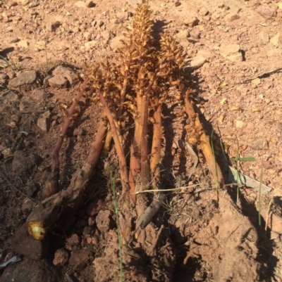 Orobanche minor (Broomrape) at Mount Ainslie - 21 Nov 2015 by AaronClausen