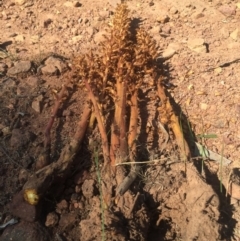 Orobanche minor (Broomrape) at Mount Ainslie - 21 Nov 2015 by AaronClausen