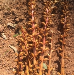 Orobanche minor at Ainslie, ACT - 21 Nov 2015