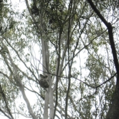 Phascolarctos cinereus (Koala) at Seventeen Mile, QLD - 11 Nov 2015 by VinegarHill