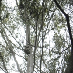 Phascolarctos cinereus (Koala) at Seventeen Mile, QLD - 10 Nov 2015 by VinegarHill