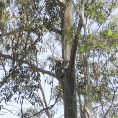 Phascolarctos cinereus (Koala) at Seventeen Mile, QLD - 20 Nov 2015 by VinegarHill