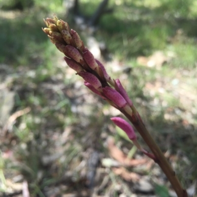 Dipodium roseum (Rosy Hyacinth Orchid) at Mount Majura - 21 Nov 2015 by AaronClausen
