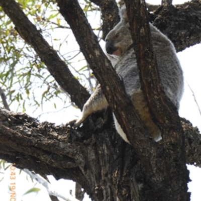 Phascolarctos cinereus (Koala) at Vinegar Hill, QLD - 18 Nov 2015 by VinegarHill