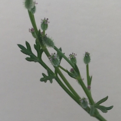 Daucus glochidiatus (Australian Carrot) at Bungendore, NSW - 21 Nov 2015 by yellowboxwoodland