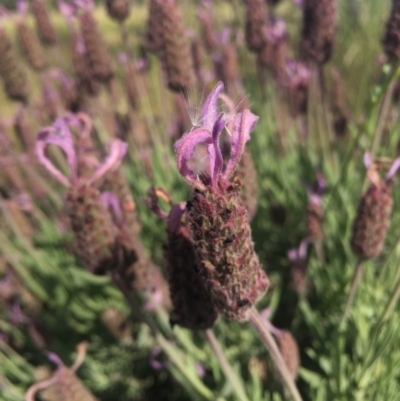 Lavandula stoechas (Spanish Lavender or Topped Lavender) at Goorooyarroo NR (ACT) - 21 Nov 2015 by AaronClausen