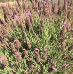 Lavandula stoechas at Goorooyarroo NR (ACT) - 21 Nov 2015