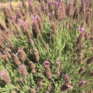 Lavandula stoechas at Goorooyarroo NR (ACT) - 21 Nov 2015