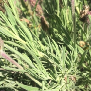 Lavandula stoechas at Goorooyarroo NR (ACT) - 21 Nov 2015