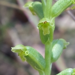 Microtis unifolia (Common Onion Orchid) at Point 73 - 21 Nov 2015 by MattM