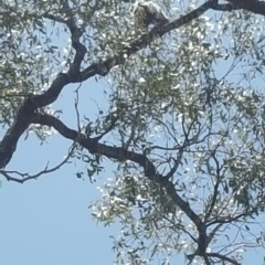 Phascolarctos cinereus (Koala) at Mount Mort, QLD - 17 Nov 2015 by OldHiddenValeStation