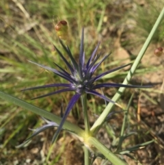 Eryngium ovinum (Blue Devil) at Gungahlin, ACT - 21 Nov 2015 by AaronClausen