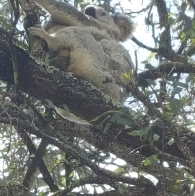 Phascolarctos cinereus (Koala) at Mount Mort, QLD - 17 Nov 2015 by OldHiddenValeStation