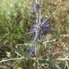 Eryngium ovinum (Blue Devil) at Gungahlin, ACT - 21 Nov 2015 by AaronClausen