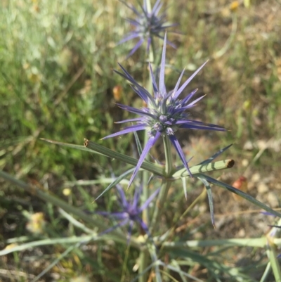 Eryngium ovinum (Blue Devil) at Gungahlin, ACT - 21 Nov 2015 by AaronClausen