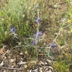 Eryngium ovinum at Gungahlin, ACT - 21 Nov 2015