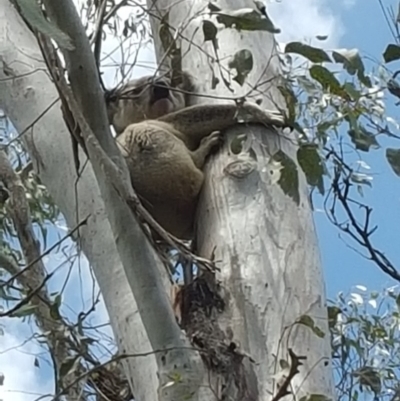 Phascolarctos cinereus (Koala) at Mount Mort, QLD - 17 Nov 2015 by OldHiddenValeStation