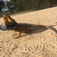 Pogona barbata at Forde, ACT - suppressed