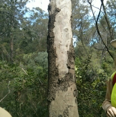 Phascolarctos cinereus (Koala) at Macquarie Fields, NSW - 21 Nov 2015 by Margot