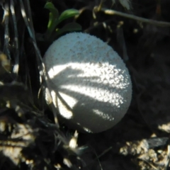 Unidentified at Wanniassa Hill - 20 Nov 2015 by ArcherCallaway