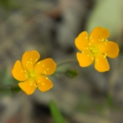 Hypericum gramineum (Small St Johns Wort) at Fadden, ACT - 21 Nov 2015 by ArcherCallaway