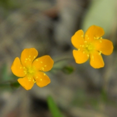 Hypericum gramineum (Small St Johns Wort) at Fadden, ACT - 21 Nov 2015 by ArcherCallaway