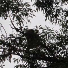 Phascolarctos cinereus (Koala) at Port Macquarie, NSW - 20 Nov 2015 by rosella