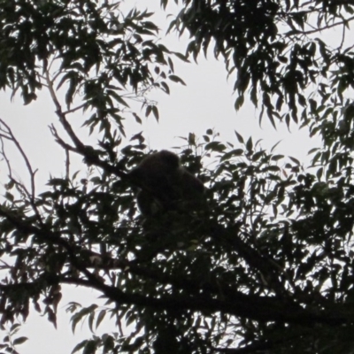 Phascolarctos cinereus (Koala) at Port Macquarie, NSW - 20 Nov 2015 by rosella