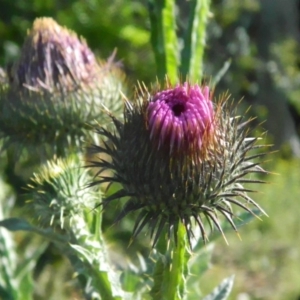 Onopordum acanthium at Fadden, ACT - 21 Nov 2015