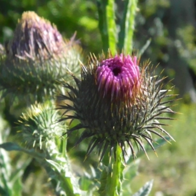 Onopordum acanthium (Scotch Thistle) at Wanniassa Hill - 20 Nov 2015 by RyuCallaway