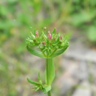 Centaurium erythraea (Common Centaury) at Fadden, ACT - 21 Nov 2015 by ArcherCallaway