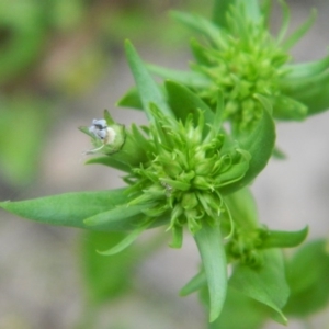 Centaurium erythraea at Fadden, ACT - 21 Nov 2015