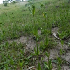 Centaurium erythraea at Fadden, ACT - 21 Nov 2015 07:17 AM