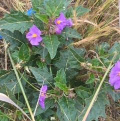 Solanum cinereum (Narrawa Burr) at Stromlo, ACT - 21 Nov 2015 by jackfrench