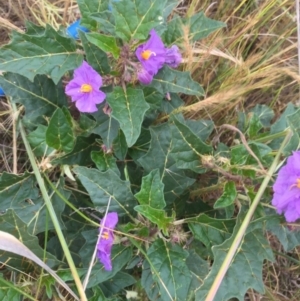 Solanum cinereum at Molonglo River Reserve - 21 Nov 2015 09:21 PM