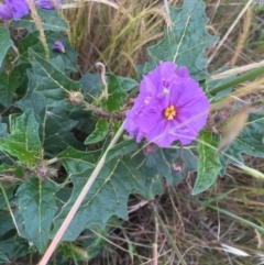 Solanum cinereum at Molonglo River Reserve - 21 Nov 2015 09:21 PM