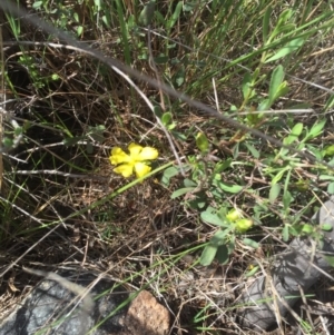 Hibbertia obtusifolia at Molonglo River Reserve - 21 Nov 2015