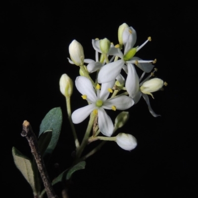 Bursaria spinosa (Native Blackthorn, Sweet Bursaria) at Calwell, ACT - 7 Nov 2015 by MichaelBedingfield