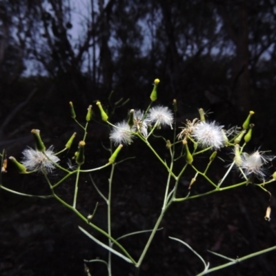 Senecio quadridentatus (Cotton Fireweed) at Calwell, ACT - 7 Nov 2015 by MichaelBedingfield