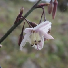 Arthropodium milleflorum (Vanilla Lily) at Calwell, ACT - 7 Nov 2015 by MichaelBedingfield