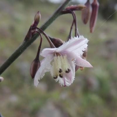 Arthropodium milleflorum (Vanilla Lily) at Tuggeranong Hill - 7 Nov 2015 by michaelb