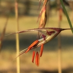 Rytidosperma pallidum (Red-anther Wallaby Grass) at Googong, NSW - 22 Nov 2015 by Wandiyali