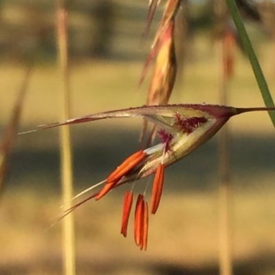 Rytidosperma pallidum (Red-anther Wallaby Grass) at Wandiyali-Environa Conservation Area - 21 Nov 2015 by Wandiyali