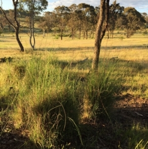 Rytidosperma pallidum at Googong, NSW - 22 Nov 2015