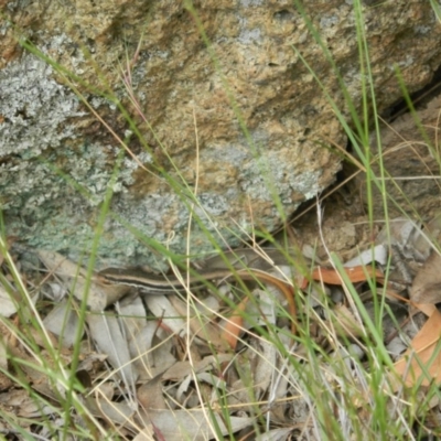 Morethia boulengeri (Boulenger's Skink) at Jerrabomberra Grassland - 21 Nov 2015 by ArcherCallaway