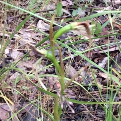 Diuris sp. (A Donkey Orchid) at Point 4081 - 14 Nov 2015 by catherine.gilbert