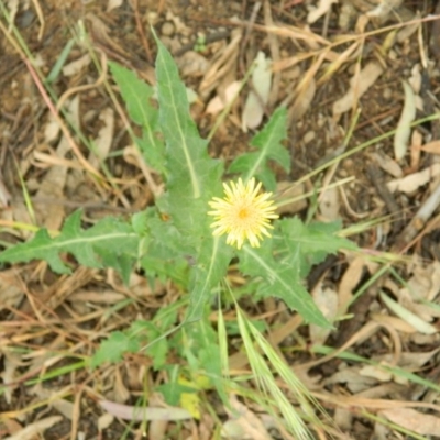 Sonchus oleraceus (Annual Sowthistle) at Jerrabomberra Grassland - 21 Nov 2015 by RyuCallaway