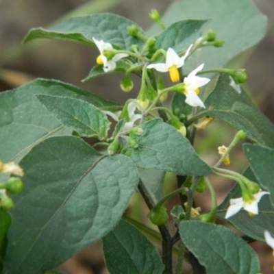 Solanum nigrum (Black Nightshade) at Jerrabomberra Grassland - 21 Nov 2015 by RyuCallaway